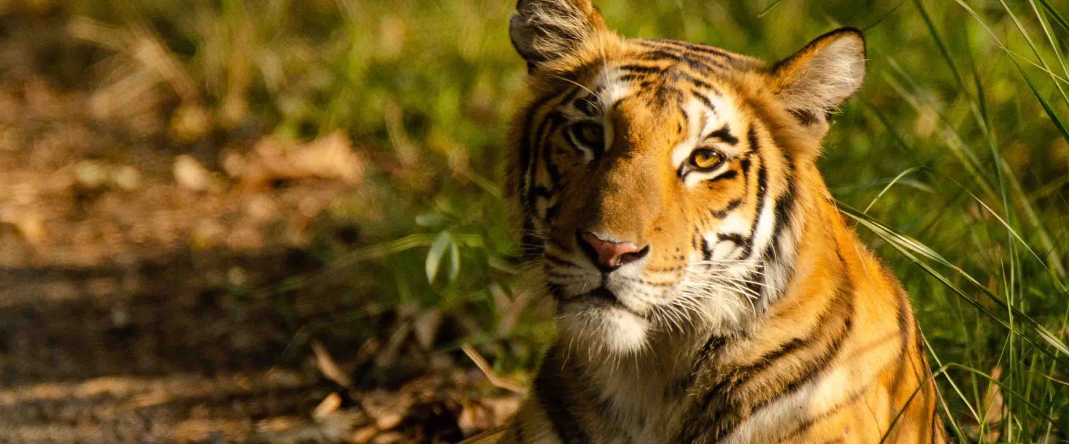 Bengal-Tiger_Madhumay-Mallik-copy-scaled-1